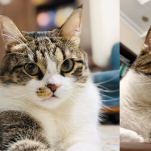 واگذاری سرپرستی 2تا گربه سالم عقیم و واکسینه شده، با وسایل کامل