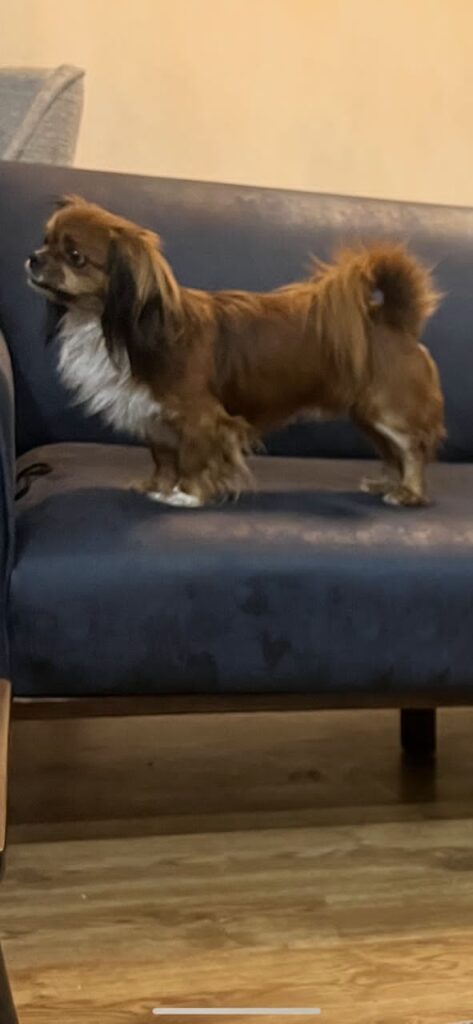 سگ پیکینیز ۴ساله