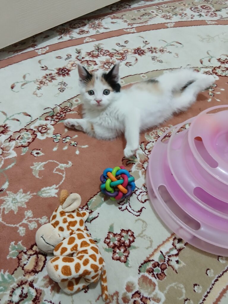 واگذاری بچه گربه کالیکو