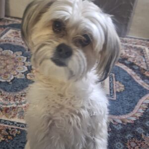 سگ مالتیز تریر