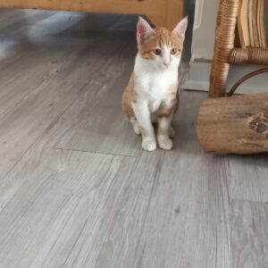 واگذاری گربه