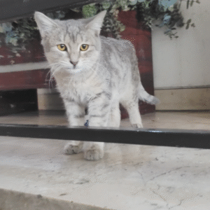 واگذاری گربه