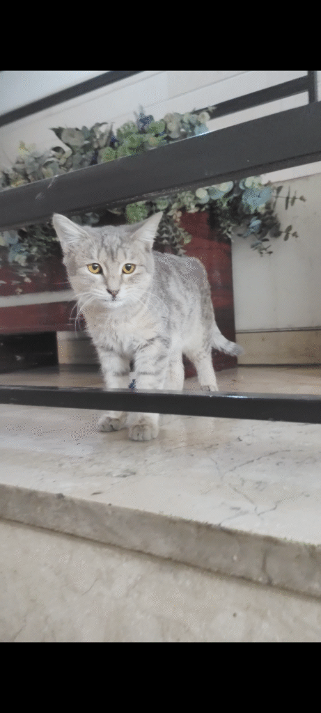 واگذاری گربه