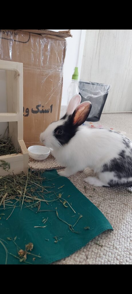 خرگوش کاملا خانگی جای مدفوع و ادراد بلده ۷ماهه