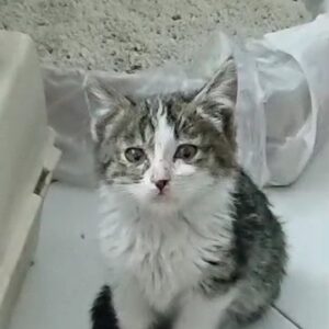 بچه گربه حدودا ۲ ماهه بشدت مهربون