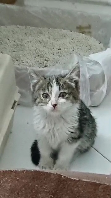 بچه گربه حدودا ۲ ماهه بشدت مهربون