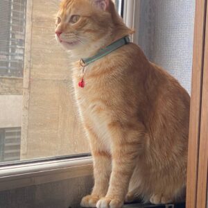 واگذاری نارنگی،گربه dsh