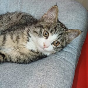 بچه گربه۲ماهه