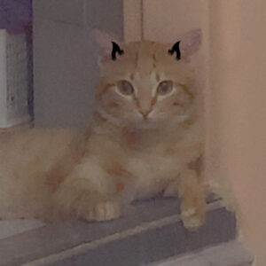 واگذاری گربه نارنجی