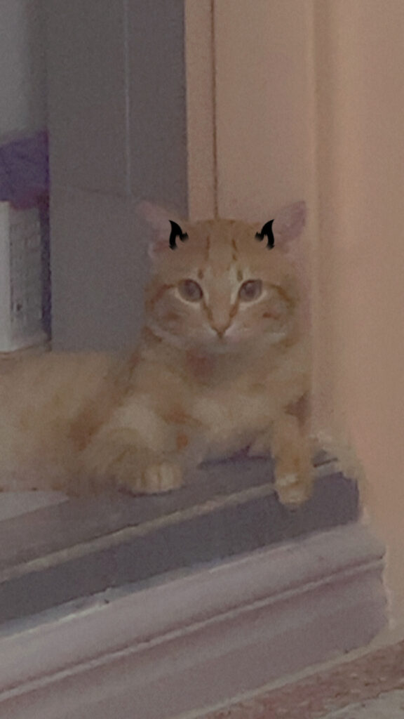 واگذاری گربه نارنجی