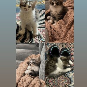 واگذاری گربه