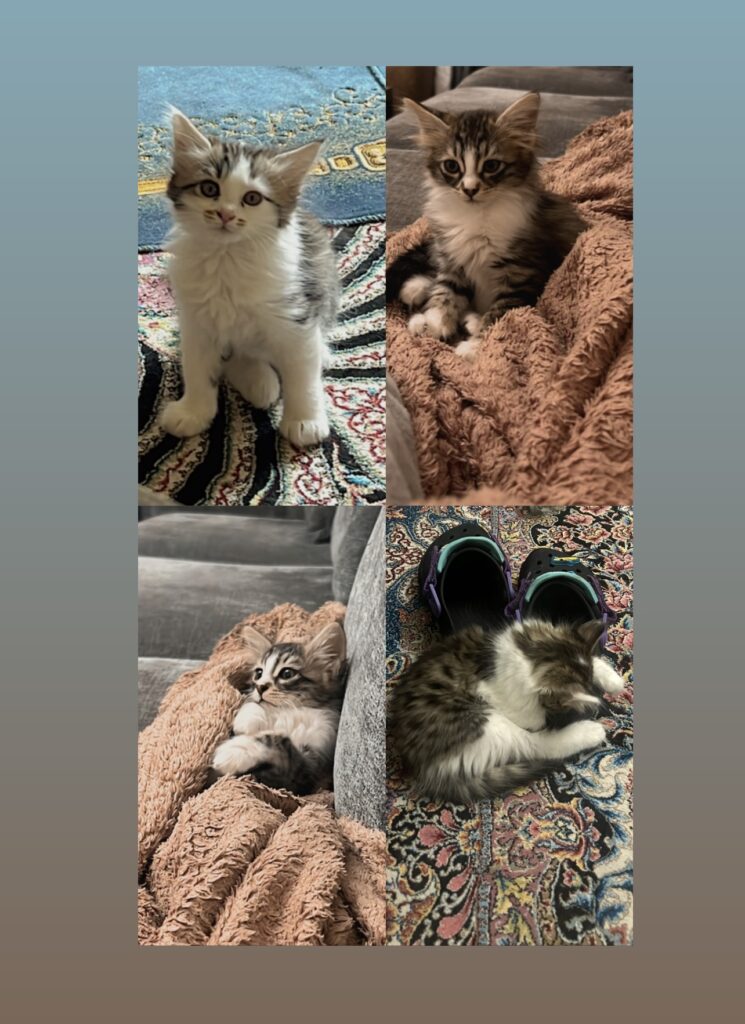 واگذاری گربه