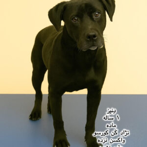 دختر یک ساله کن کورسو (دنیز)