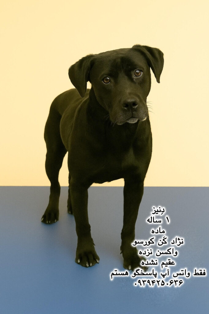 دختر یک ساله کن کورسو (دنیز)