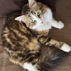 گربه dsh گم شده