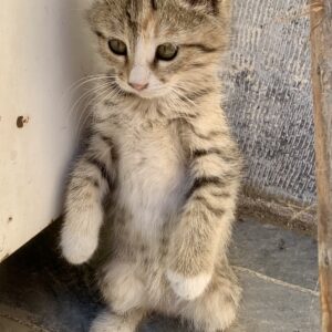 گربه دختر سه ماهه