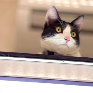 واگذاری میرزا