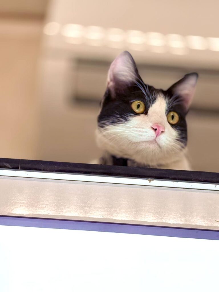 واگذاری میرزا