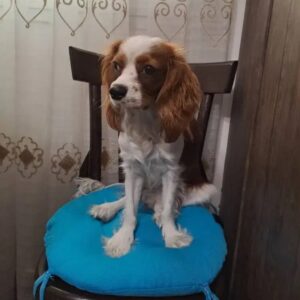 واگذاری سگ کاوالیر