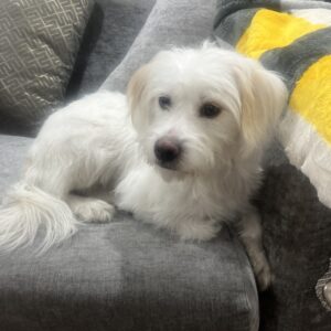 واگذاری شیتزو تریر