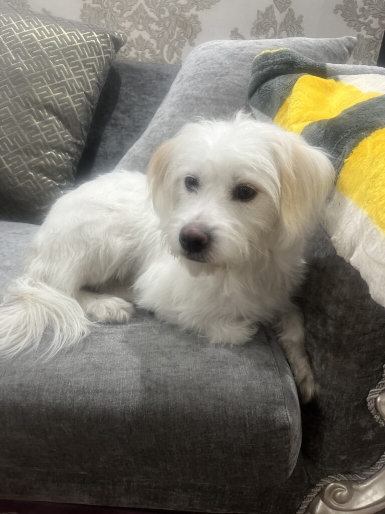 واگذاری شیتزو تریر