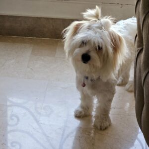 واگذاری مالتیپو ۶ ماهه