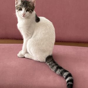 واگذاري گربه نمكي بغلي😻