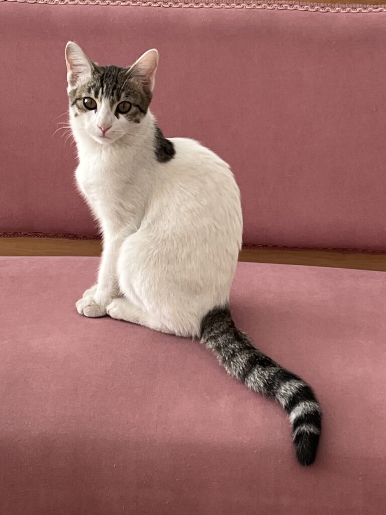 واگذاري گربه نمكي بغلي😻