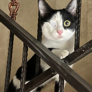 واگذاری رایگان گربه بازیگوش مهربون