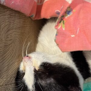 ملوس خانوم dsh