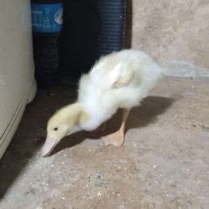 واگذاری اردک