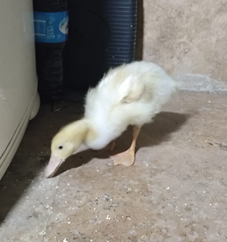 واگذاری اردک