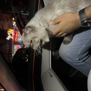 گربه ترکیبی هیمالین ، پرشین