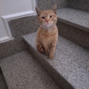 واگذاری رایگان یه گربه نارنجی