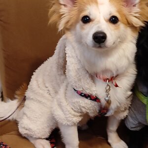 واگذاری سگ ماده