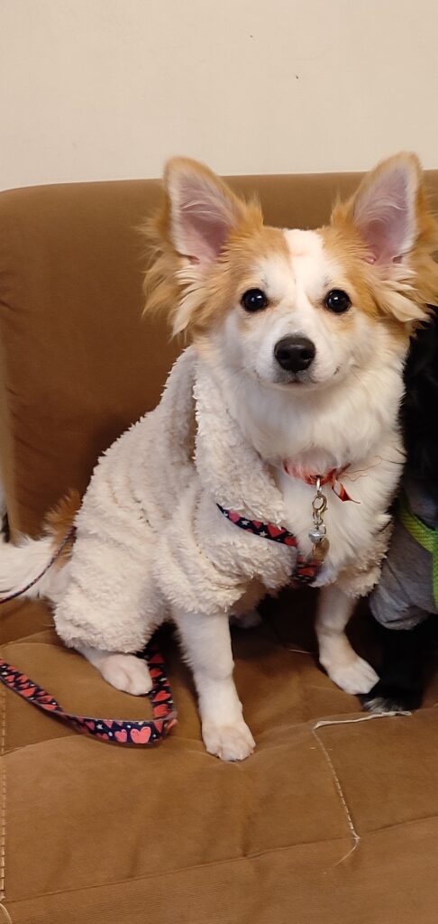 واگذاری سگ ماده