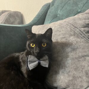 واگذاری گربه مشکی DSH