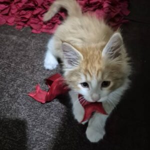 واگذاری تافی کوچولو