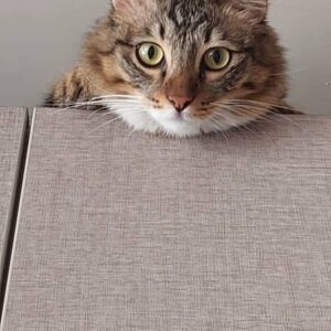 واگذاری گربه خانگی