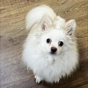 پامر روباهی