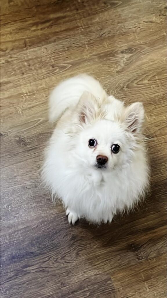 پامر روباهی