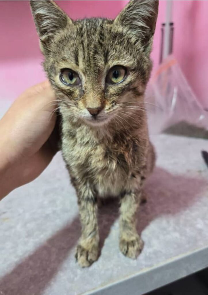 حیوانات پیدا شده