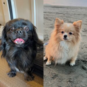 پامر ماده پکینیز کاوالیر نر