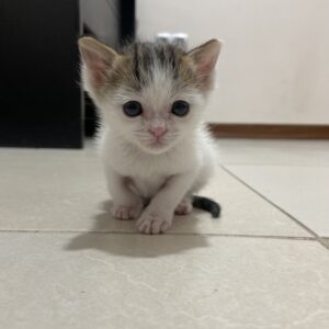 شادونه، بچه گربه نر یک ماهه