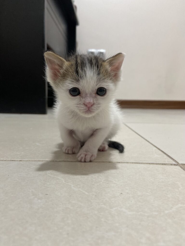 شادونه، بچه گربه نر یک ماهه
