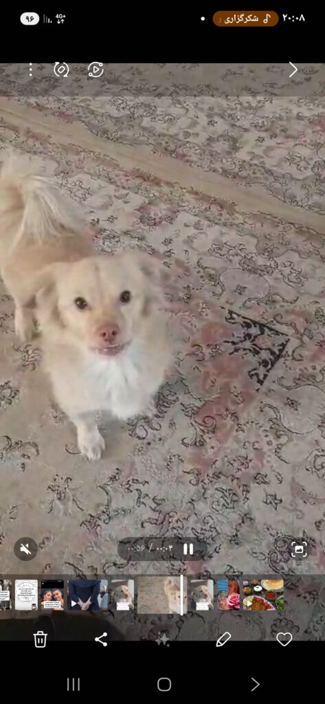 سگ کوچک سفید