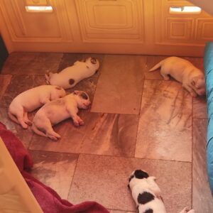 واگذاری توله