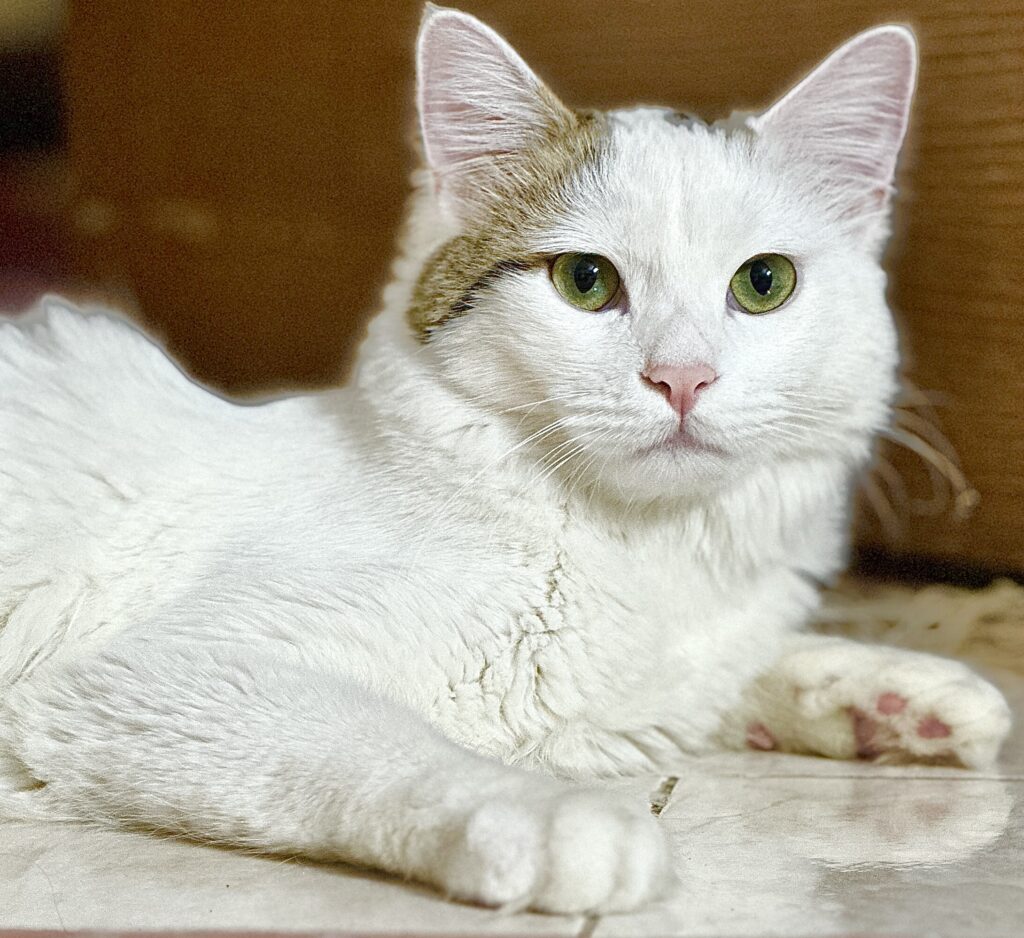 واگذاری رایگان گربه نر