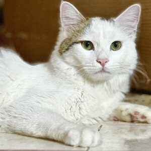 واگذاری رایگان گربه نر