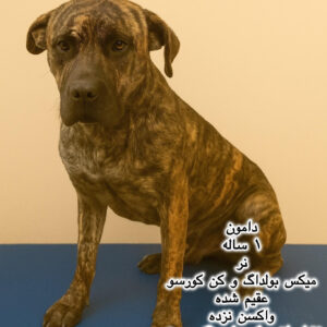 پسر یک ساله بولداگ - کن کورسو (دامون)